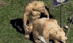 dvamedvedi2.jpg(7 kb)