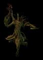 gnarled_walker